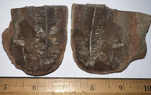 Load image into Gallery viewer, Fossil Tree Ferns from Mazon Creek both halves 1.5 to 2 Inches One Pair Per Order
