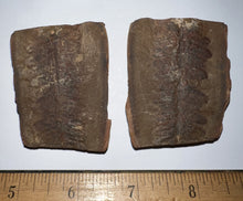 Load image into Gallery viewer, Fossil Tree Ferns from Mazon Creek both halves 1.5 to 2 Inches One Pair Per Order
