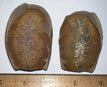 Load image into Gallery viewer, Fossil Tree Ferns from Mazon Creek both halves 1.5 to 2 Inches One Pair Per Order
