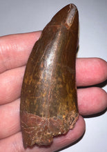 Load image into Gallery viewer, Monster Carcharodontosaur Fossil Tooth 3.09 Inches No Repair Fantastic Serrations

