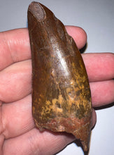 Load image into Gallery viewer, Monster Carcharodontosaur Fossil Tooth 3.09 Inches No Repair Fantastic Serrations
