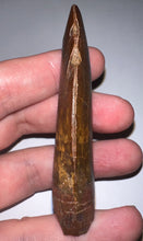 Load image into Gallery viewer, Monster Carcharodontosaur Fossil Tooth 3.09 Inches No Repair Fantastic Serrations
