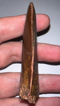 Load image into Gallery viewer, Monster Carcharodontosaur Fossil Tooth 3.09 Inches No Repair Fantastic Serrations
