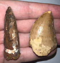 Load image into Gallery viewer, Framed Dinosaur and Reptile Tooth Collection Includes Tyrannosaur, Carcharodontosaur, Spinosaur, Triceratops type, and More!

