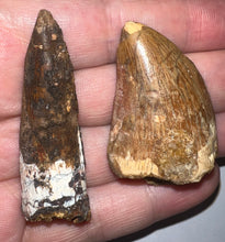 Load image into Gallery viewer, Framed Dinosaur and Reptile Tooth Collection Includes Tyrannosaur, Carcharodontosaur, Spinosaur, Triceratops type, and More!
