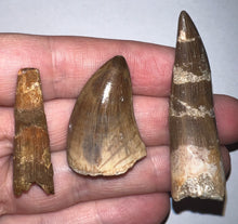 Load image into Gallery viewer, Framed Dinosaur and Reptile Tooth Collection Includes Tyrannosaur, Carcharodontosaur, Spinosaur, Triceratops type, and More!

