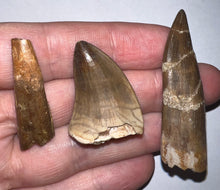 Load image into Gallery viewer, Framed Dinosaur and Reptile Tooth Collection Includes Tyrannosaur, Carcharodontosaur, Spinosaur, Triceratops type, and More!
