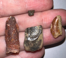 Load image into Gallery viewer, Framed Dinosaur and Reptile Tooth Collection Includes Tyrannosaur, Carcharodontosaur, Spinosaur, Triceratops type, and More!
