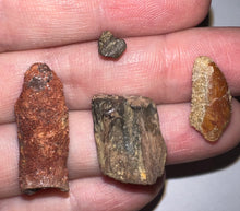Load image into Gallery viewer, Framed Dinosaur and Reptile Tooth Collection Includes Tyrannosaur, Carcharodontosaur, Spinosaur, Triceratops type, and More!
