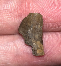 Load image into Gallery viewer, Framed Dinosaur and Reptile Tooth Collection Includes Tyrannosaur, Carcharodontosaur, Spinosaur, Triceratops type, and More!
