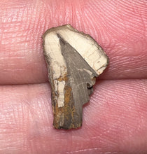 Load image into Gallery viewer, Framed Dinosaur and Reptile Tooth Collection Includes Tyrannosaur, Carcharodontosaur, Spinosaur, Triceratops type, and More!
