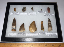 Load image into Gallery viewer, Framed Dinosaur and Reptile Tooth Collection Includes Tyrannosaur, Carcharodontosaur, Spinosaur, Triceratops type, and More!
