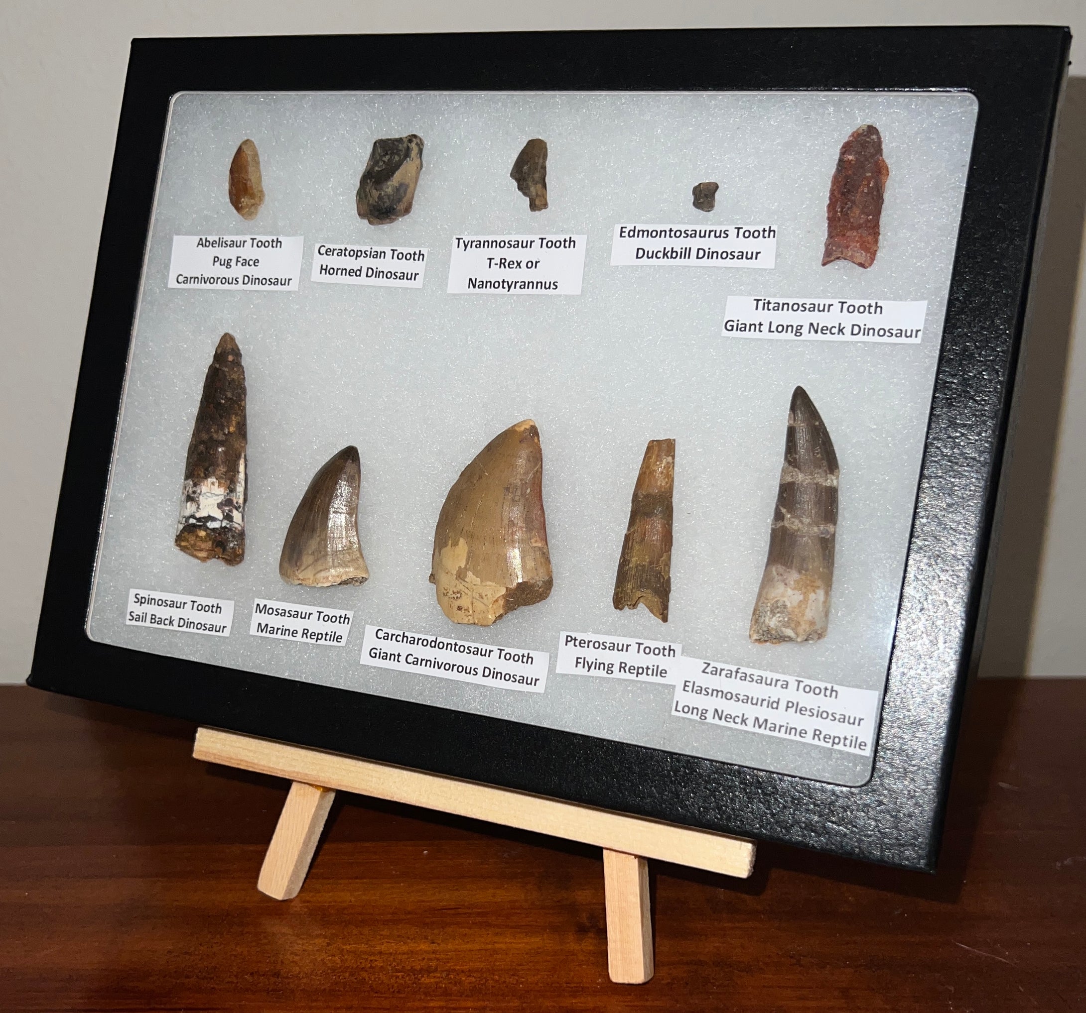 Framed Dinosaur and Reptile Tooth Collection Includes Tyrannosaur, Carcharodontosaur, Spinosaur, Triceratops type, and More!