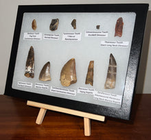 Load image into Gallery viewer, Framed Dinosaur and Reptile Tooth Collection Includes Tyrannosaur, Carcharodontosaur, Spinosaur, Triceratops type, and More!
