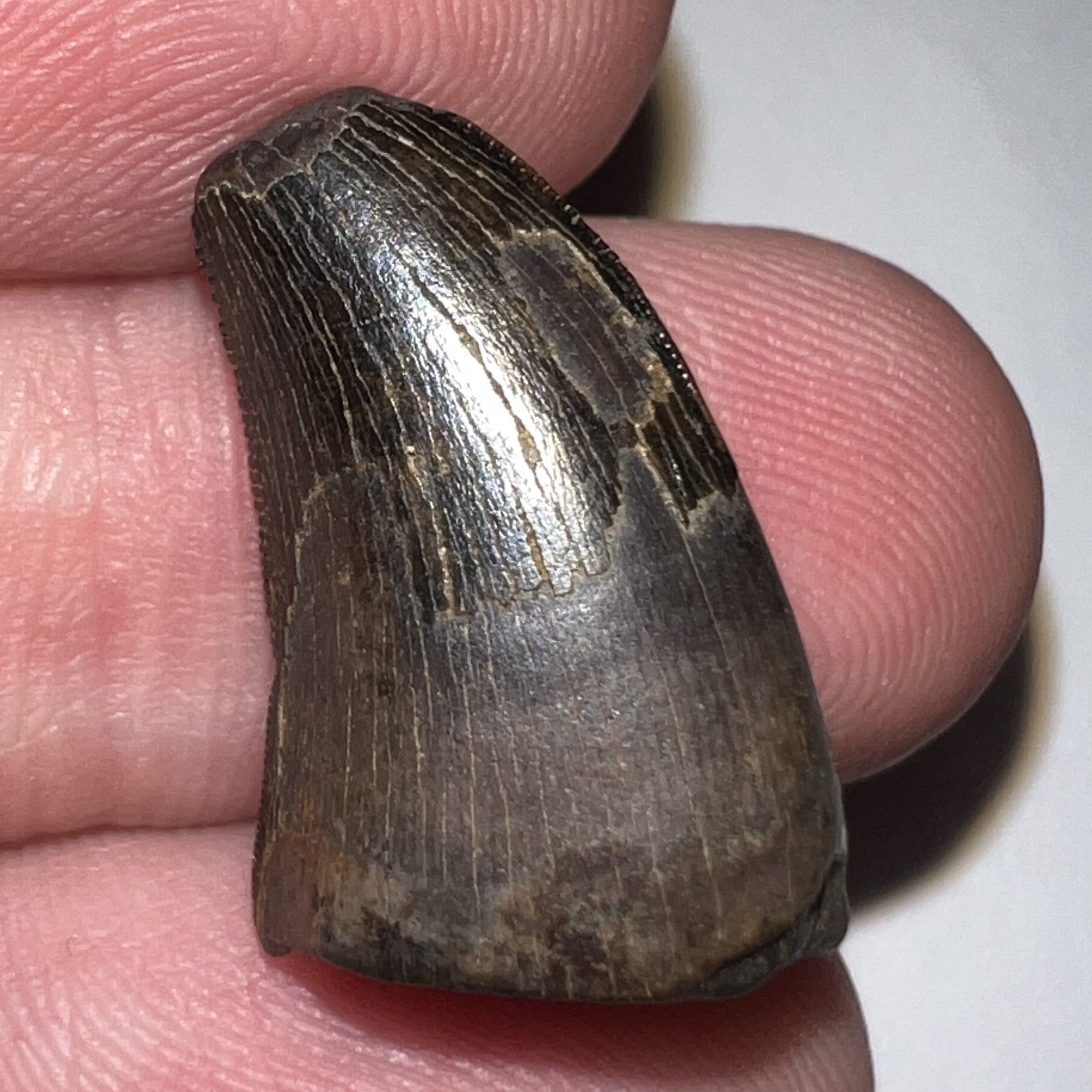 Tyrannosaurus Rex Fossil Juvenile Tooth .824 Inches NO REPAIR!