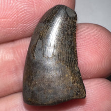 Load image into Gallery viewer, Tyrannosaurus Rex Fossil Juvenile Tooth .824 Inches NO REPAIR!
