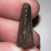 Load image into Gallery viewer, Tyrannosaurus Rex Fossil Juvenile Tooth .824 Inches NO REPAIR!
