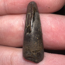 Load image into Gallery viewer, Tyrannosaurus Rex Fossil Juvenile Tooth .824 Inches NO REPAIR!
