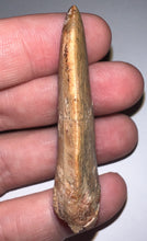Load image into Gallery viewer, Large Carcharodontosaur Fossil Tooth 2.19 Inches Fantastic Serrations!
