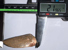 Load image into Gallery viewer, Large Carcharodontosaur Fossil Tooth 2.19 Inches Fantastic Serrations!
