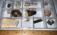 Load image into Gallery viewer, Beginner Collection of 12 labeled Fossils in a clear case. Includes Mosasaur Tooth, Dinosaur Bone Fragment, Mastodon Molar Fragment and more!
