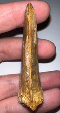 Load image into Gallery viewer, Huge Carcharodontosaur Fossil Tooth 2.56 Inches
