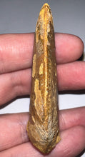 Load image into Gallery viewer, Huge Carcharodontosaur Fossil Tooth 2.56 Inches

