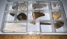Load image into Gallery viewer, Beginner Collection of 12 labeled Fossils in a clear case. Includes Mosasaur Tooth, Dinosaur Bone Fragment, Mastodon Molar Fragment and more!
