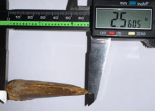 Load image into Gallery viewer, Huge Carcharodontosaur Fossil Tooth 2.56 Inches
