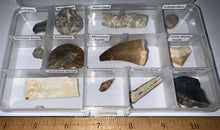 Load image into Gallery viewer, Beginner Collection of 12 labeled Fossils in a clear case. Includes Mosasaur Tooth, Dinosaur Bone Fragment, Mastodon Molar Fragment and more!
