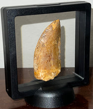 Load image into Gallery viewer, Huge Carcharodontosaur Fossil Tooth 2.56 Inches
