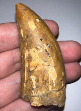 Load image into Gallery viewer, Huge Carcharodontosaur Fossil Tooth 2.74 Inches Fantastic Serrations
