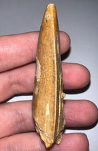 Load image into Gallery viewer, Huge Carcharodontosaur Fossil Tooth 2.74 Inches Fantastic Serrations
