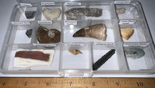 Load image into Gallery viewer, Beginner Collection of 12 labeled Fossils in a clear case. Includes Mosasaur Tooth, Dinosaur Bone Fragment, Mastodon Molar Fragment and more!
