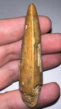 Load image into Gallery viewer, Huge Carcharodontosaur Fossil Tooth 2.74 Inches Fantastic Serrations
