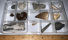Load image into Gallery viewer, Beginner Collection of 12 labeled Fossils in a clear case. Includes Mosasaur Tooth, Dinosaur Bone Fragment, Mastodon Molar Fragment and more!
