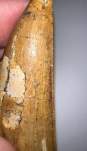 Load image into Gallery viewer, Huge Carcharodontosaur Fossil Tooth 2.74 Inches Fantastic Serrations
