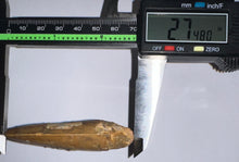 Load image into Gallery viewer, Huge Carcharodontosaur Fossil Tooth 2.74 Inches Fantastic Serrations
