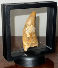 Load image into Gallery viewer, Huge Carcharodontosaur Fossil Tooth 2.74 Inches Fantastic Serrations
