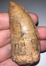 Load image into Gallery viewer, Huge Carcharodontosaur Fossil Tooth 2.55 Inches Fantastic Serrations!
