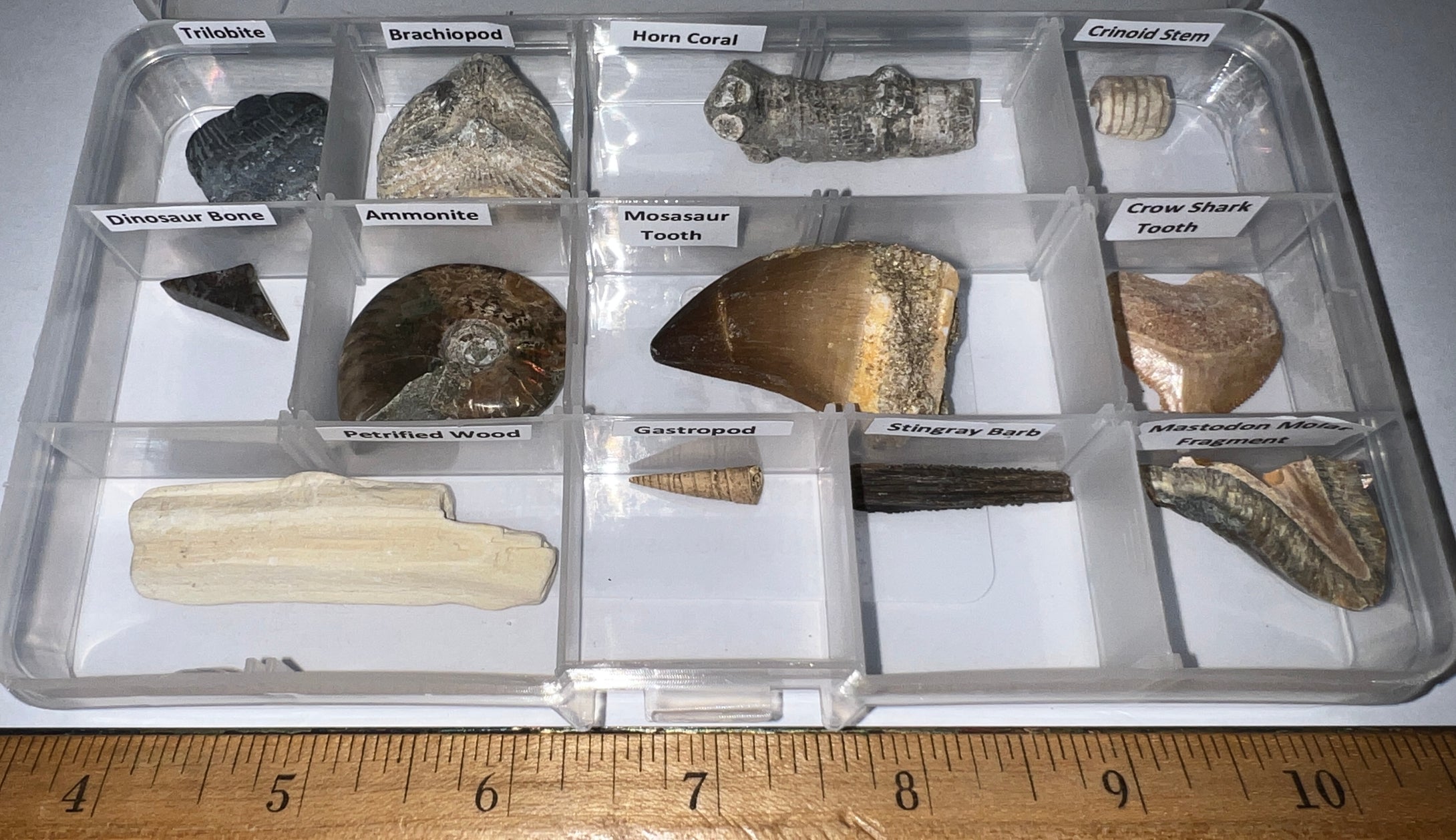 Beginner Collection of 12 labeled Fossils in a clear case. Includes Mosasaur Tooth, Dinosaur Bone Fragment, Mastodon Molar Fragment and more!