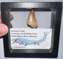 Load image into Gallery viewer, Framed Mosasaur Teeth One per Order .85 to 1.05 Inches! Dinosaur Era Marine Reptile!
