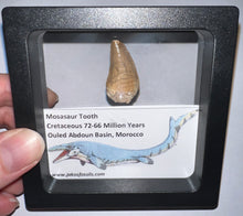 Load image into Gallery viewer, Framed Mosasaur Teeth One per Order .85 to 1.05 Inches! Dinosaur Era Marine Reptile!
