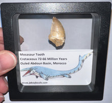 Load image into Gallery viewer, Framed Mosasaur Teeth One per Order .85 to 1.05 Inches! Dinosaur Era Marine Reptile!
