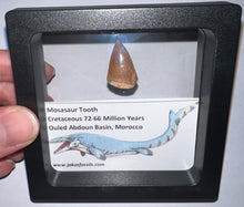 Load image into Gallery viewer, Framed Mosasaur Teeth One per Order .85 to 1.05 Inches! Dinosaur Era Marine Reptile!
