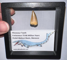 Load image into Gallery viewer, Framed Mosasaur Teeth One per Order .85 to 1.05 Inches! Dinosaur Era Marine Reptile!
