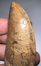 Load image into Gallery viewer, Huge Carcharodontosaur Fossil Tooth 2.55 Inches Fantastic Serrations!
