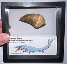 Load image into Gallery viewer, Framed Large Mosasaur Teeth One per Order 1.75 Inches! Dinosaur Era Marine Reptile!
