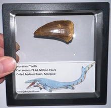 Load image into Gallery viewer, Framed Large Mosasaur Teeth One per Order 1.75 Inches! Dinosaur Era Marine Reptile!
