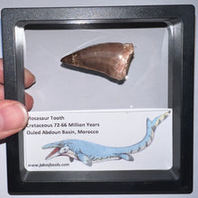Load image into Gallery viewer, Framed Large Mosasaur Teeth One per Order 1.75 Inches! Dinosaur Era Marine Reptile!

